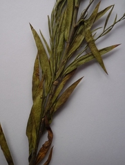 Linaria biebersteinii