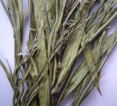 Linaria biebersteinii