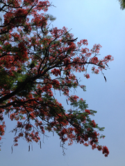 Delonix regia