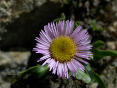 Erigeron neglectus