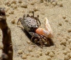 Austruca occidentalis