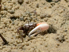 Austruca occidentalis