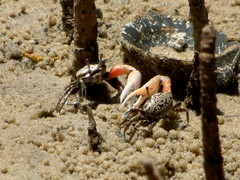 Austruca occidentalis