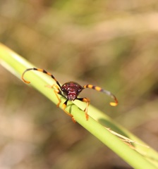 Dendrobias mandibularis