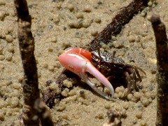 Austruca occidentalis