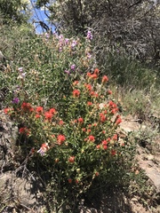 Castilleja martini martini