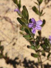 Dyschoriste oblongifolia