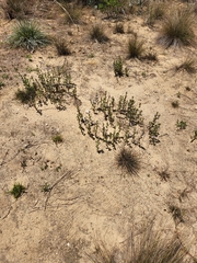 Dyschoriste oblongifolia