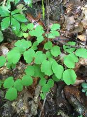 Thalictrum thalictroides