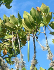 Rhizophora mucronata image