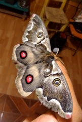 Polythysana cinerascens