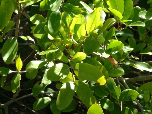 Xylocarpus image