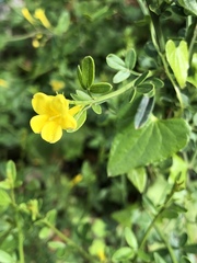 Chrysojasminum fruticans