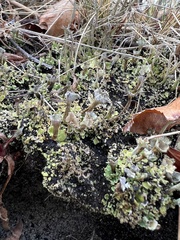 Cladonia sulphurina