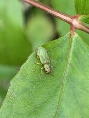 Pachyrhinus lethierryi