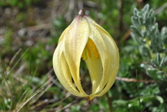 Lilium lophophorum