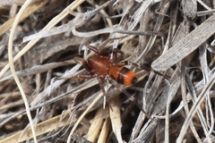 Castianeira alteranda