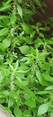 Magnoliopsida