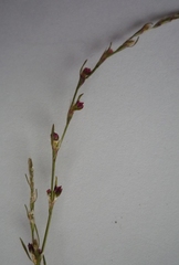 Polygonum patulum