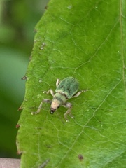 Pachyrhinus lethierryi