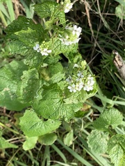 Alliaria petiolata