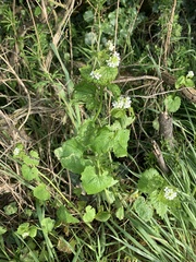 Alliaria petiolata