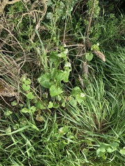 Alliaria petiolata