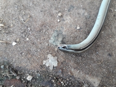 Ophiodes vertebralis