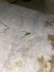 Tettigoniidae