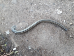 Ophiodes vertebralis