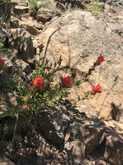 Castilleja martini martini