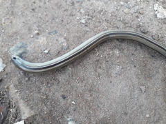Ophiodes vertebralis