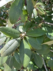 Rhododendron