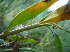 Linaria biebersteinii