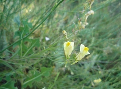 Linaria biebersteinii