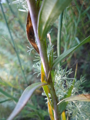 Linaria biebersteinii