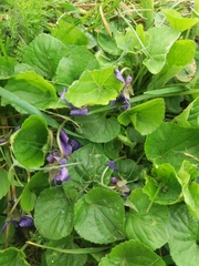 Viola odorata