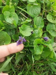 Viola odorata