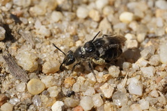 Andrena bradleyi