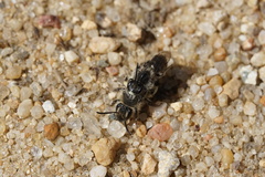 Andrena bradleyi
