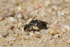 Andrena bradleyi