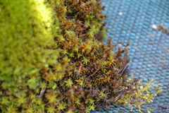 Syntrichia ruralis