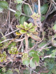 Echeveria bicolor