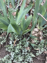 Liliopsida