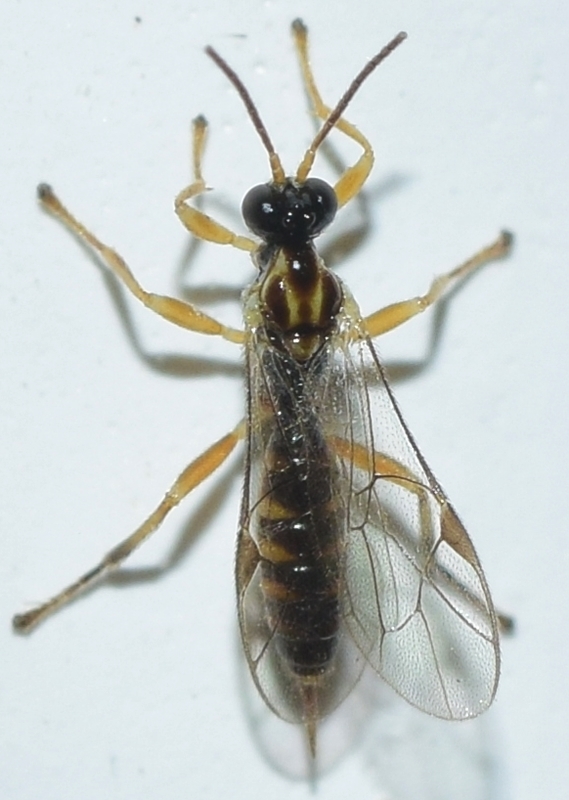Zatypota picticollis