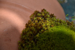 Syntrichia ruralis