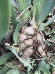 Liliopsida