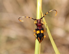Dendrobias mandibularis