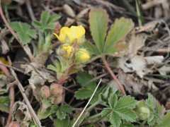 Potentilla incana
