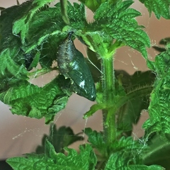 Vanessa atalanta atalanta